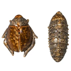 Salt- & pepper shaker beetles, brown