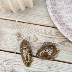 Salt- & pepper shaker beetles, brown