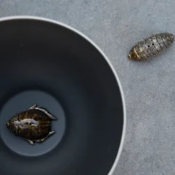 Salt- & pepper shaker beetles, brown