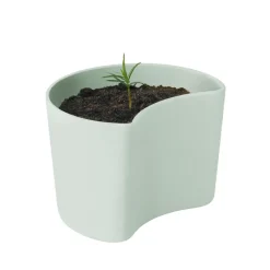 YOUR TREE pot with seeds, Green (Pine)